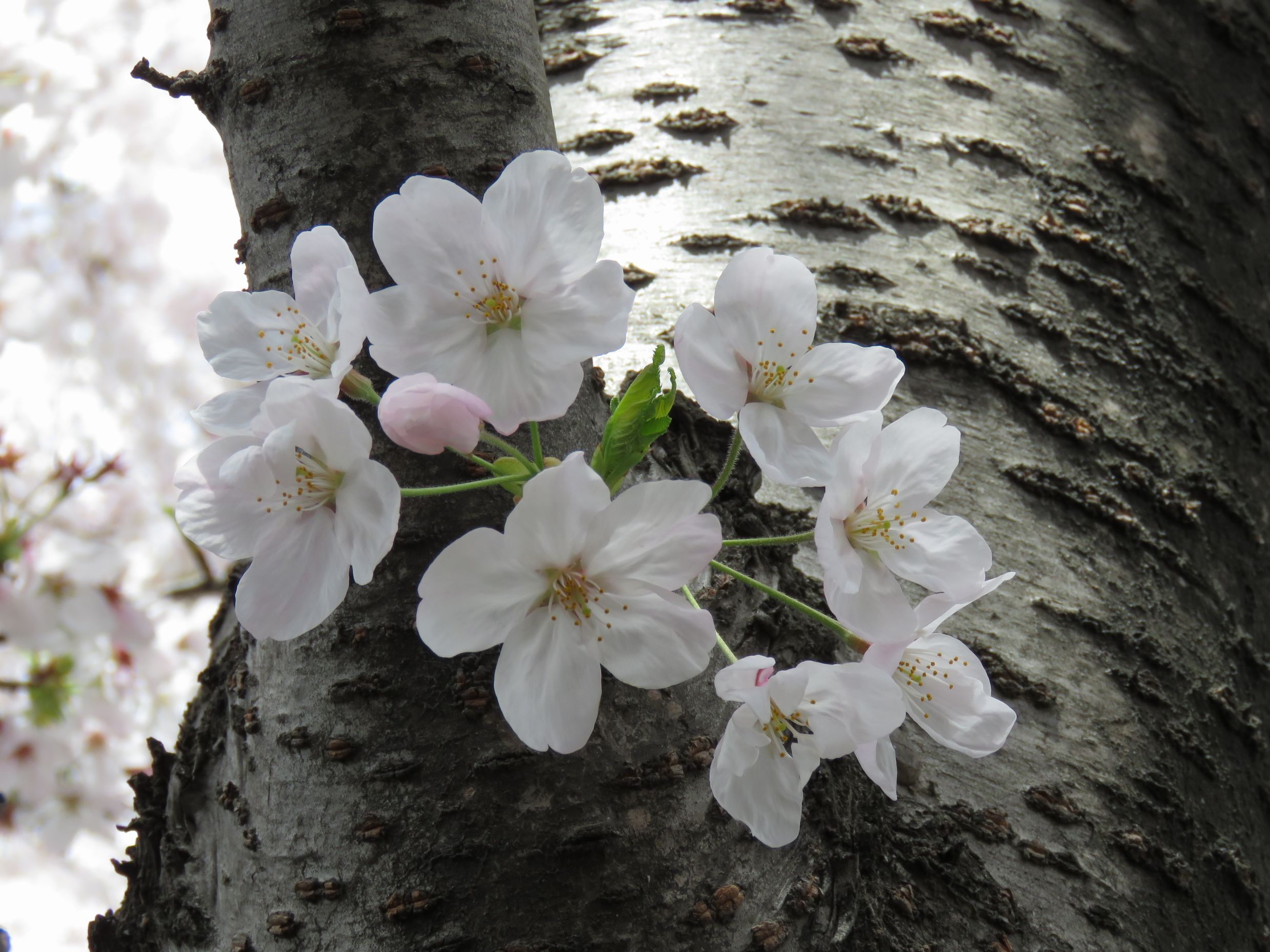 平成２７年　長持ちした桜。