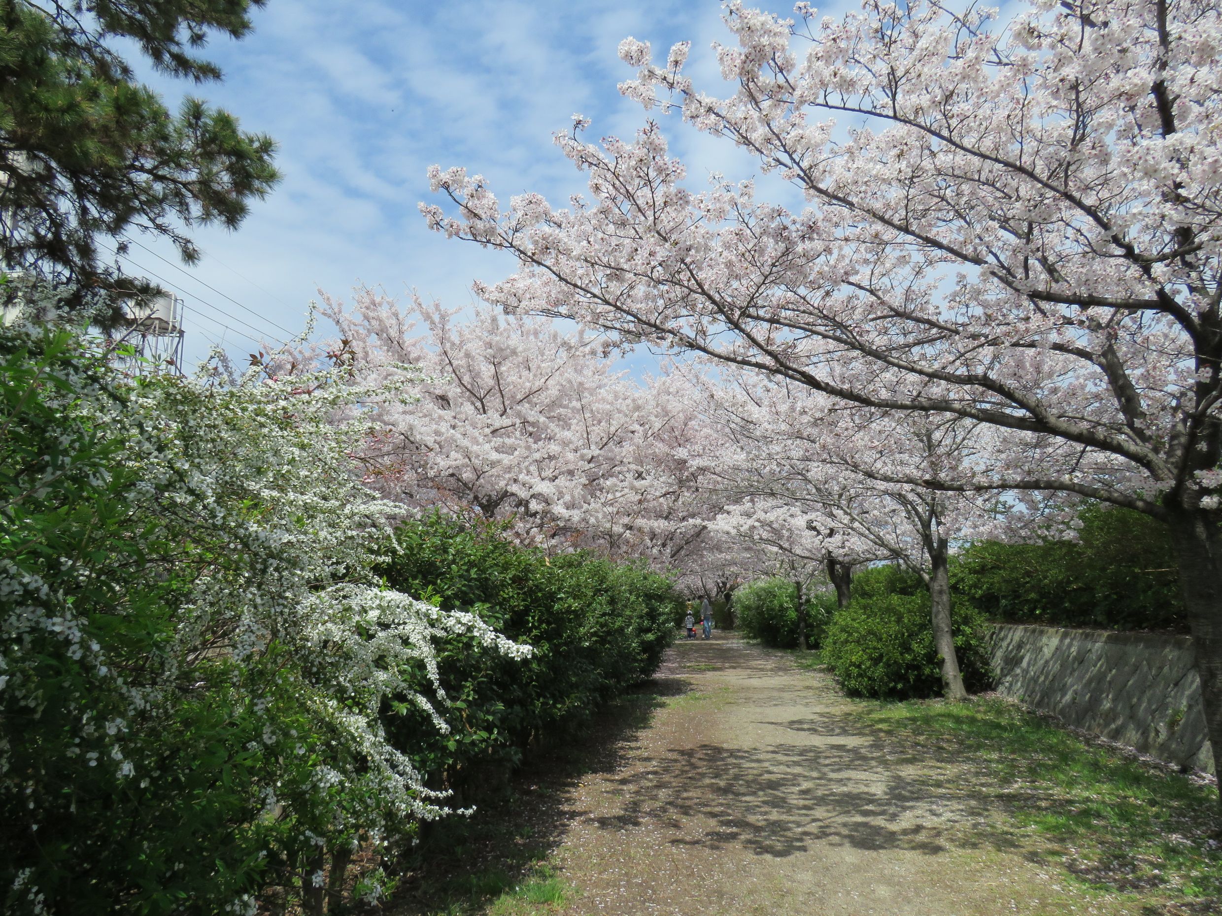 平成27年桜