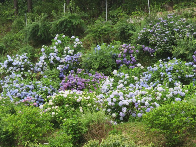 紫陽花園☸